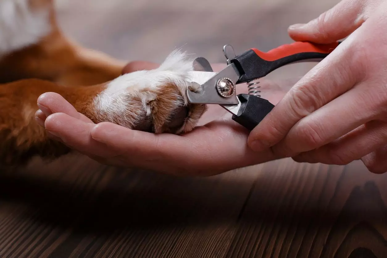 A person holding onto some scissors and a cat