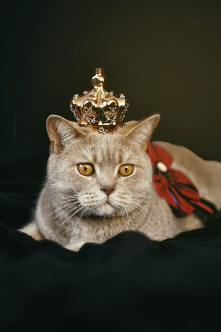 A cat with a crown on its head.