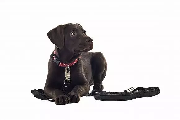 A dog sitting on the ground with its head down.