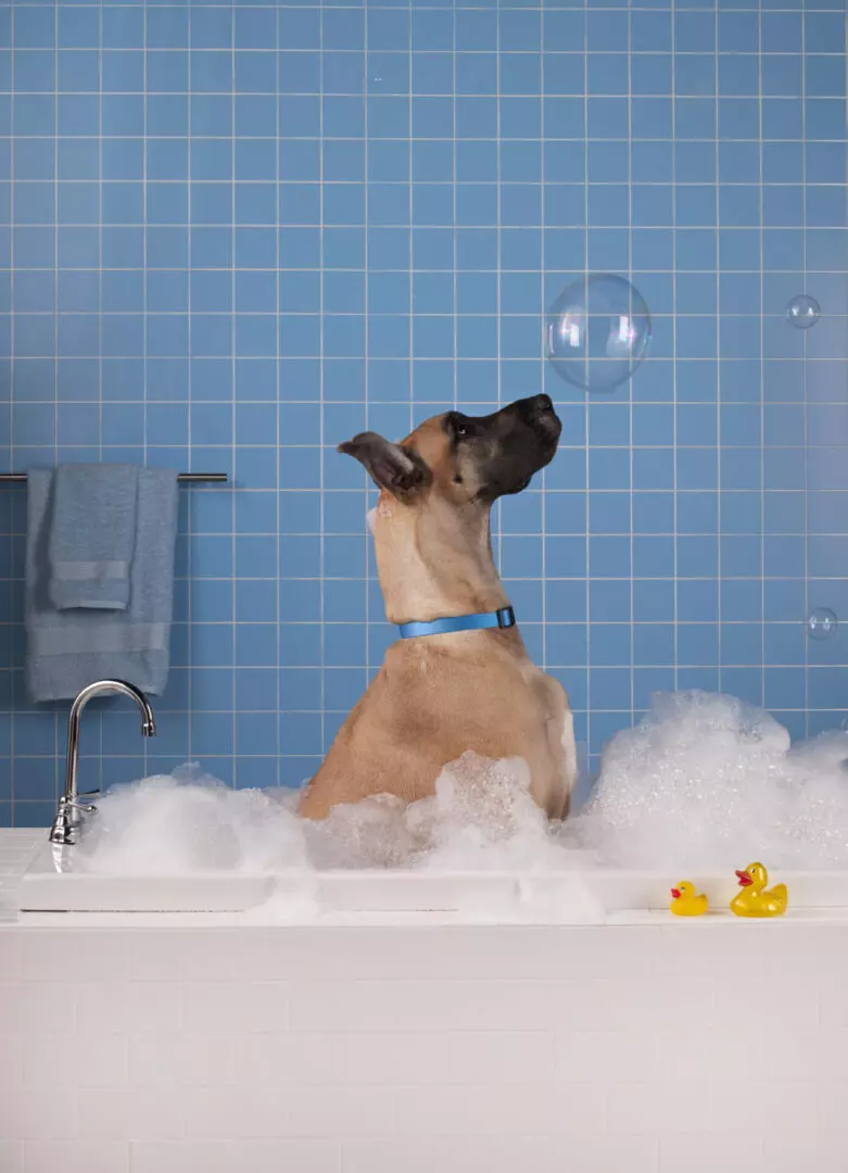 A dog in the bath tub playing with bubbles.