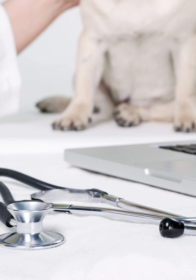 qtq80-C2Jp7h A cat sitting on the table with a stethoscope and laptop.